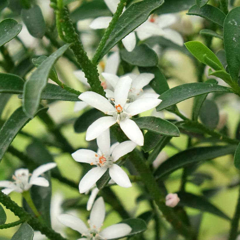 Philotheca myoporoides Flower Girl White (Flowering)