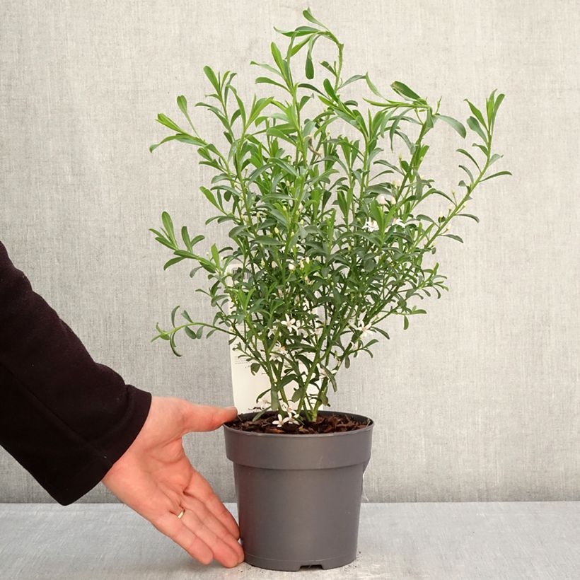 Philotheca myoporoides Flower Girl White 1L/1.5L pot sample as delivered in spring