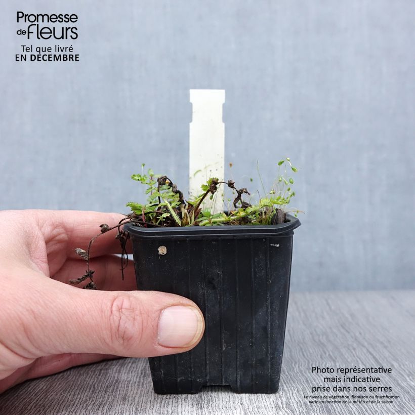 Erodium manescavii - Storksbill 8/9 cm pot sample as delivered in autumn