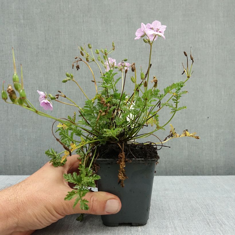 Erodium glandulosum Spanish Eyes - Storksbill 7/8 cm pot sample as delivered in autumn