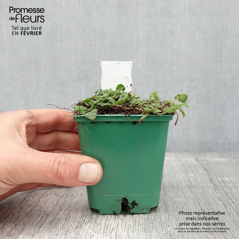 Erodium variabile Album - Storksbill 8/9 cm pot sample as delivered in winter
