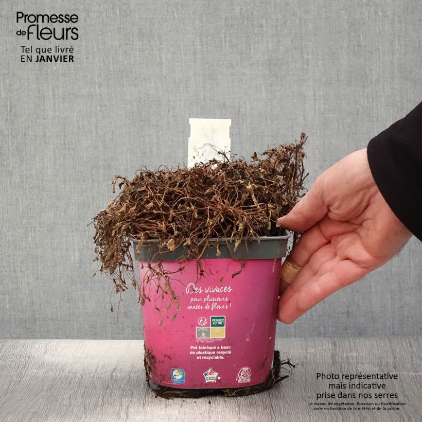 Erodium Bishops Form - Storksbill 2L/3L pot sample as delivered in winter