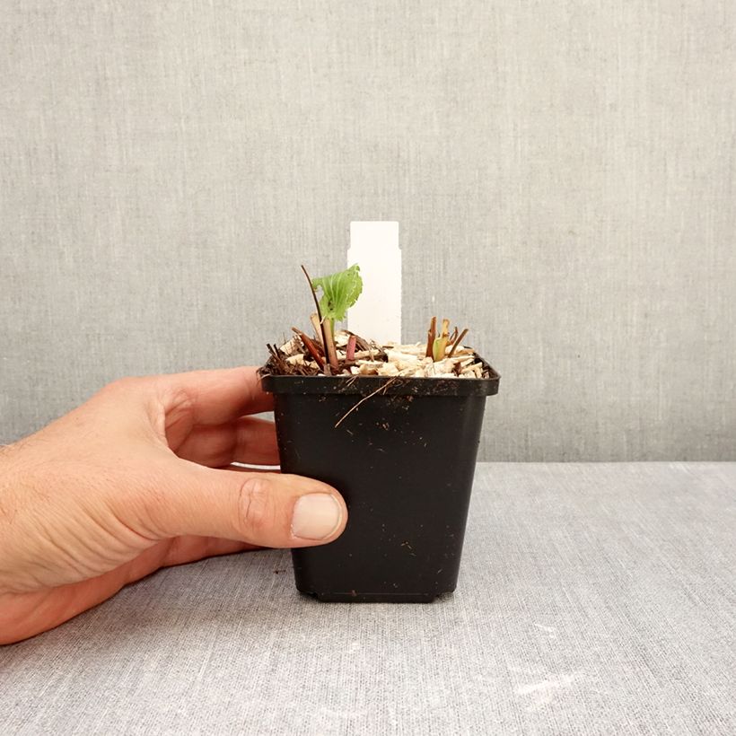 Eryngium alpinum Blue Star 8/9 cm pot sample as delivered in autumn