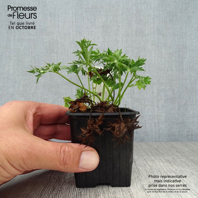 Eryngium Lapis Blue - Panicaut maritime 8/9 cm pot sample as delivered in autumn