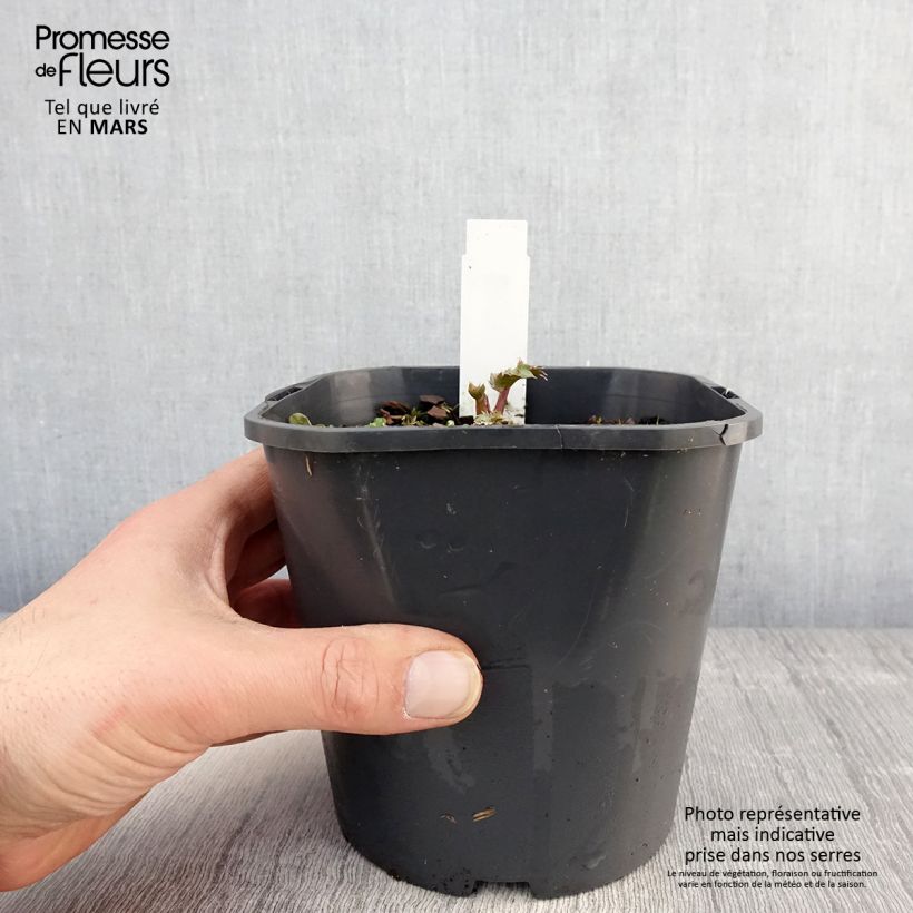 Eryngium maritimum 2L/3L pot sample as delivered in spring