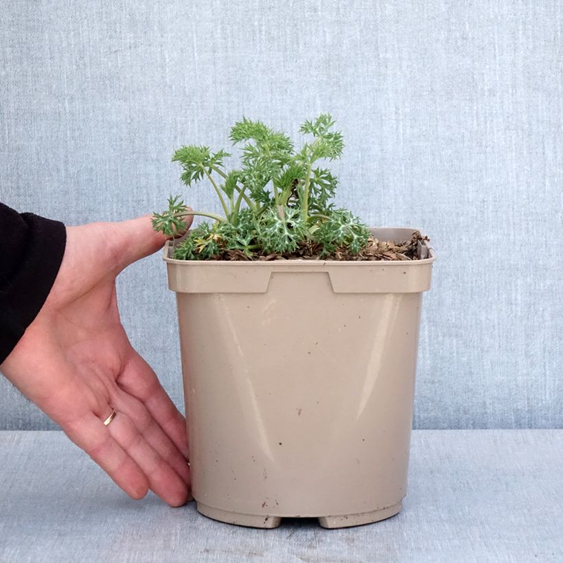 Eryngium bourgatii Pico's Amethyst 3L/4L pot sample as delivered in spring