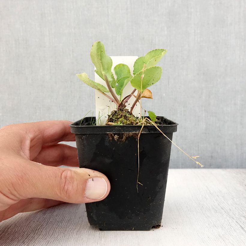 Eryngium planum Blauer Zwerg 8/9 cm pot sample as delivered in summer