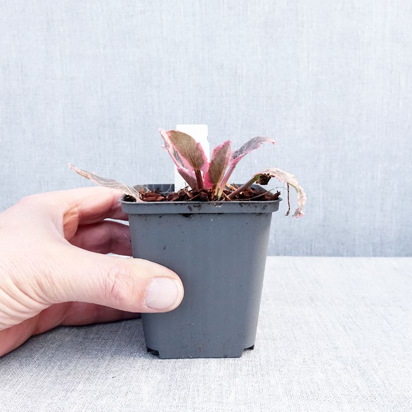 Eryngium planum Jade Frost 8/9 cm pot sample as delivered in winter