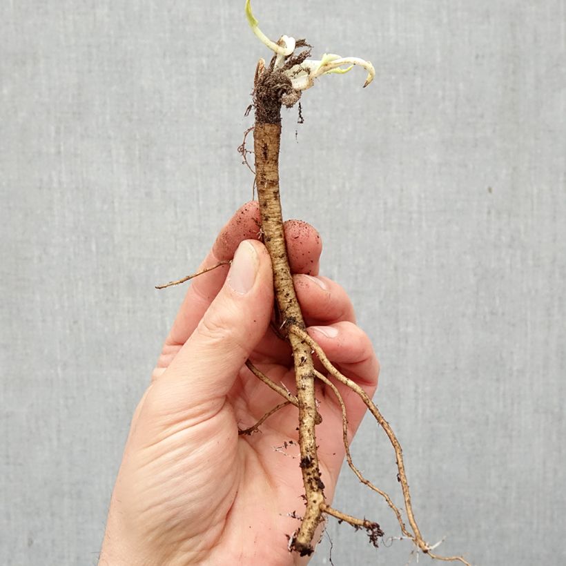 Eryngium planum Bare root sample as delivered in winter