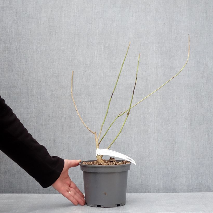 Erythrina Amélie Jeckert 3L/4L pot sample as delivered in winter