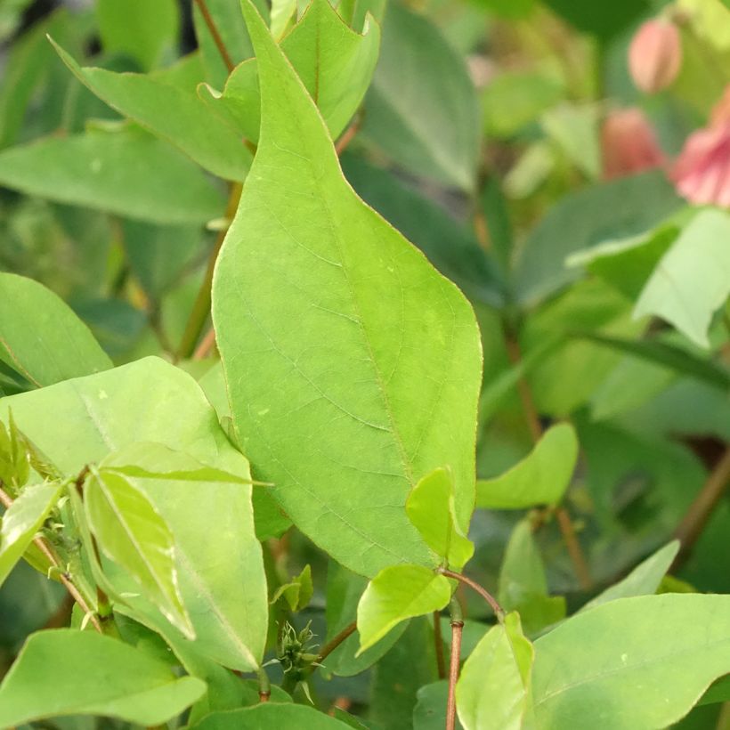 Erythrina Amélie Jeckert (Foliage)