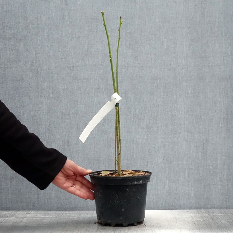 Erythrina x bidwillii - Coral Tree 2L/3L pot sample as delivered in spring