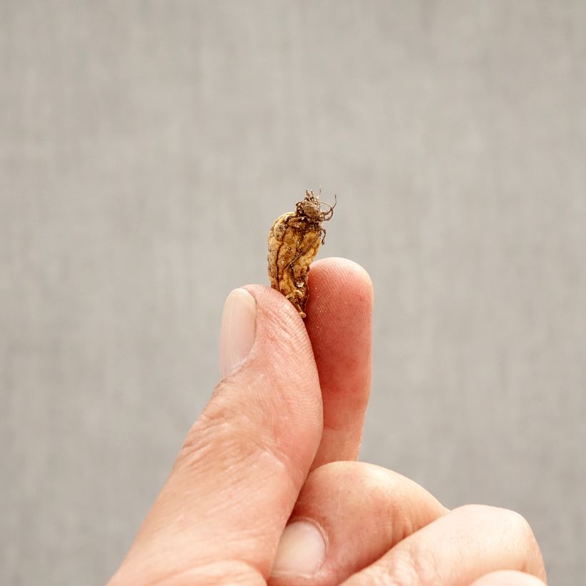 Erythronium dens-canis Bulb size I sample as delivered in spring