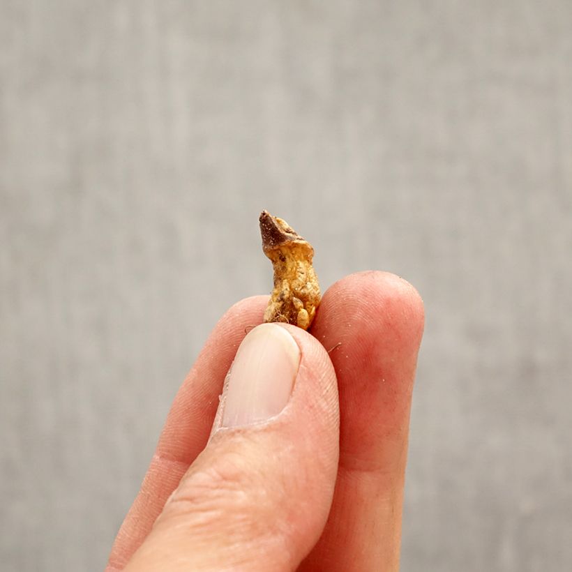 Erythronium dens-canis Rose Queen - Dogtooth violet Bulb size I sample as delivered in spring