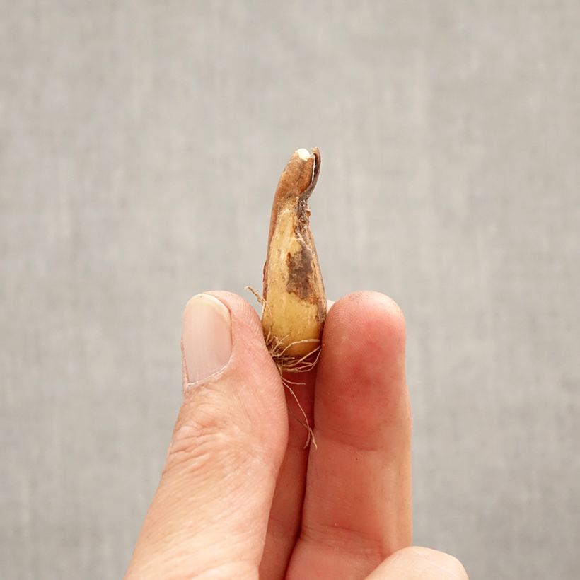 Erythronium White Beauty Bulb size I sample as delivered in spring