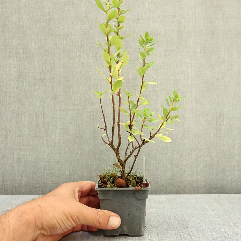 Escallonia virgata Apple Blossom 8/9 cm pot sample as delivered in summer