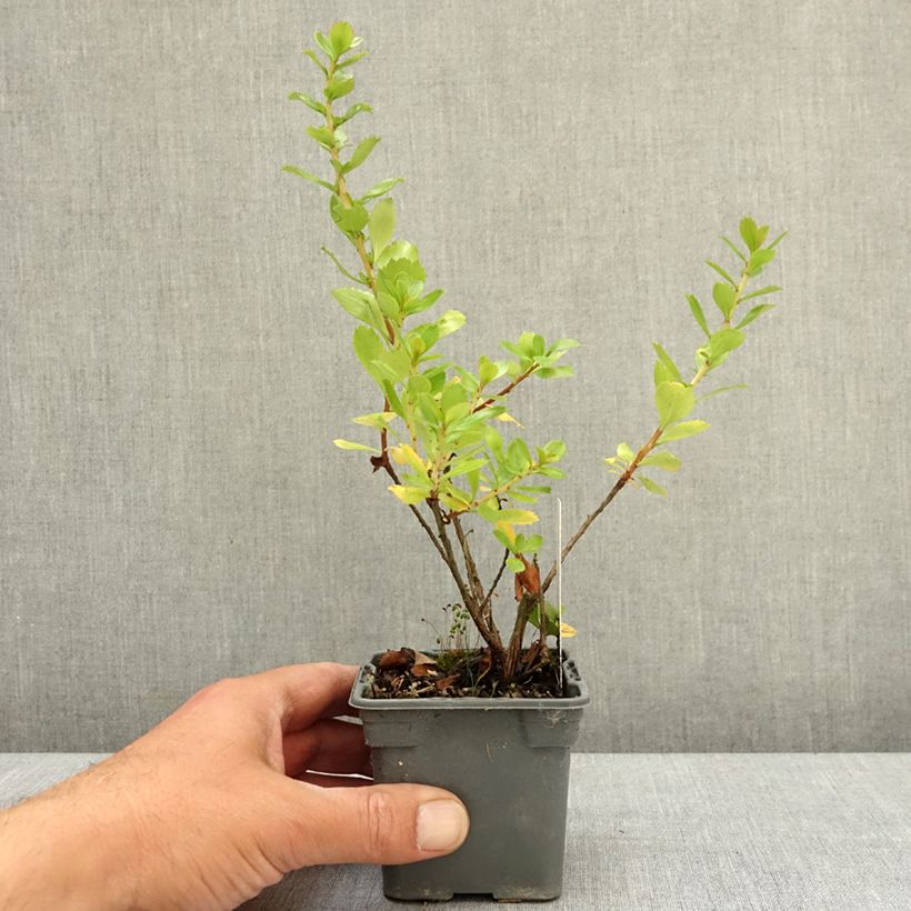 Escallonia virgata Apple Blossom 8/9 cm pot sample as delivered in spring