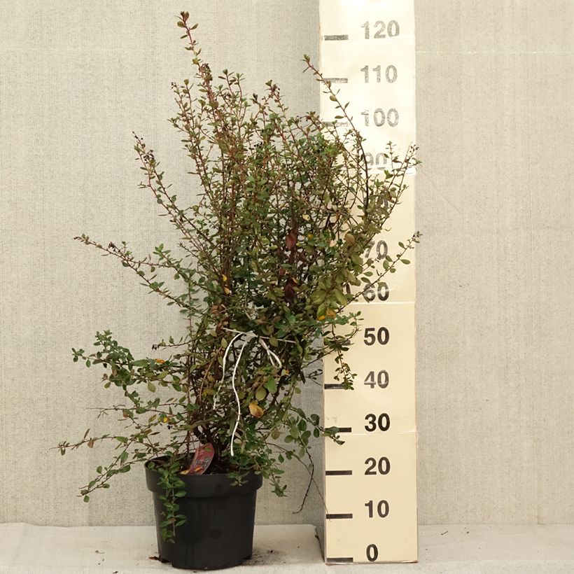 Escallonia C.F. Ball 7.5L/10L pot sample as delivered in autumn
