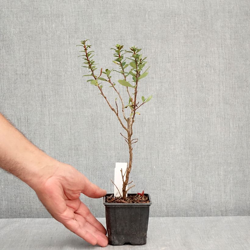 Escallonia Compacta Coccinea - Redclaws 8/9 cm pot sample as delivered in summer
