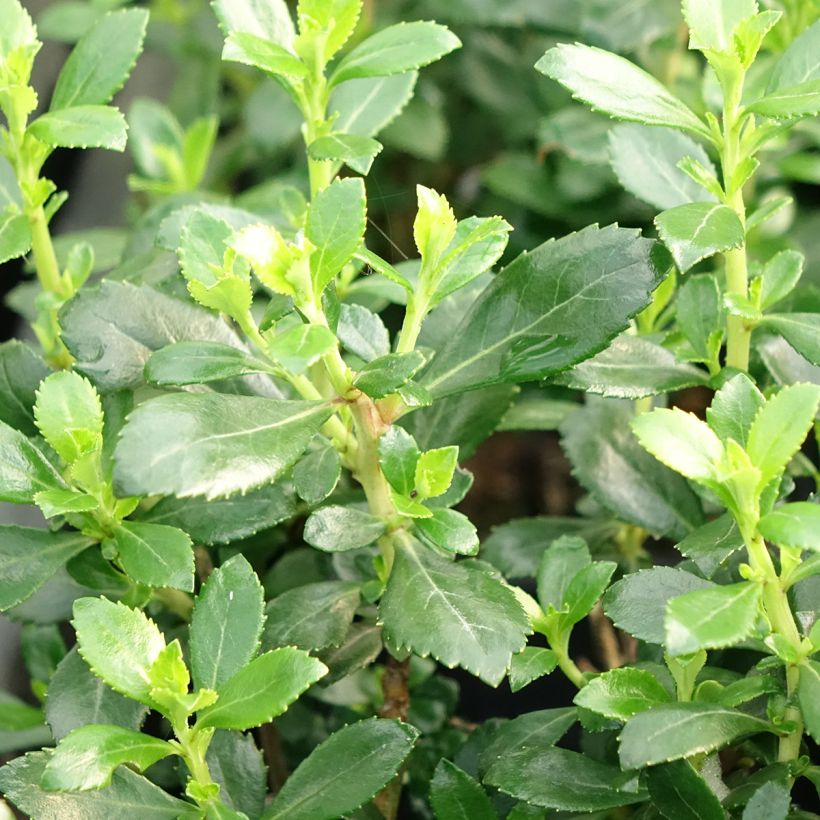 Escallonia Donard Seedling (Foliage)