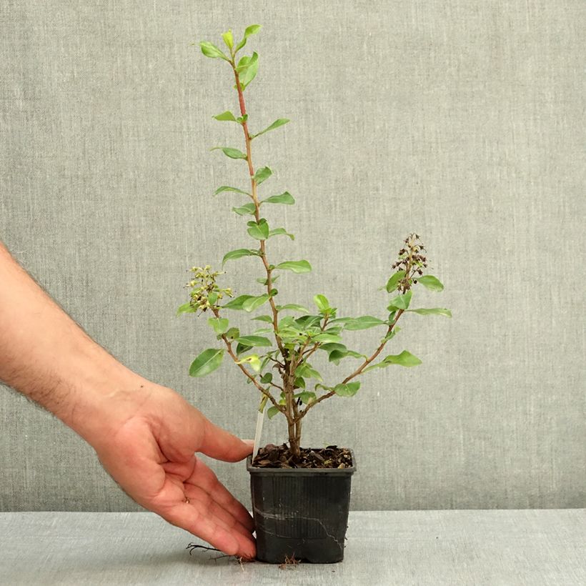 Escallonia Iveyi 8/9 cm pot sample as delivered in summer