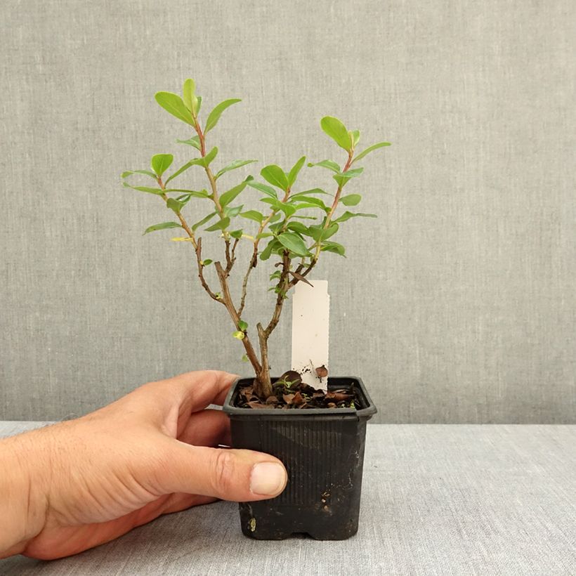 Escallonia Iveyi 8/9 cm pot sample as delivered in spring