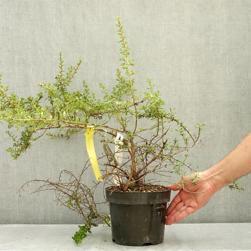 Escallonia Pinky Carpet® 3L/4L pot sample as delivered in summer