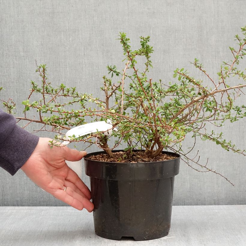 Escallonia Pinky Carpet® 3L/4L pot sample as delivered in spring