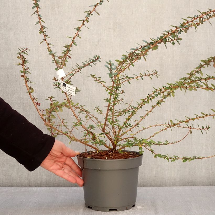 Escallonia Red Elf - Redclaws 3L/4L pot sample as delivered in winter