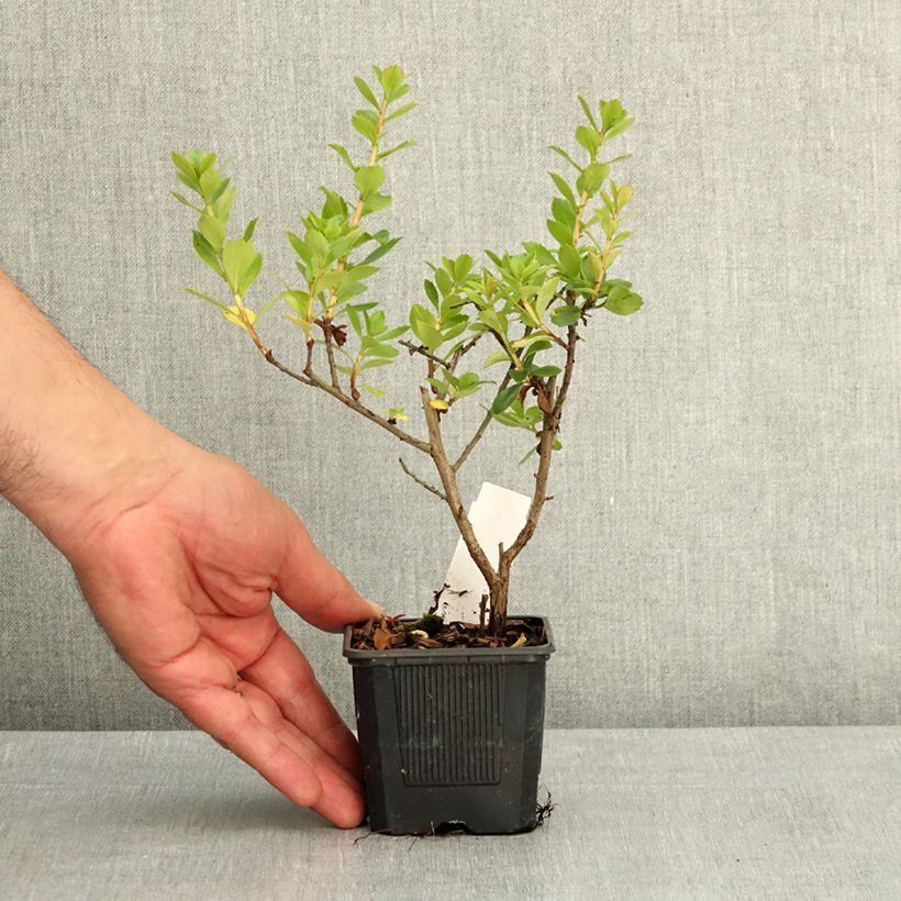 Escallonia rubra Crimson Spire 8/9 cm pot sample as delivered in spring