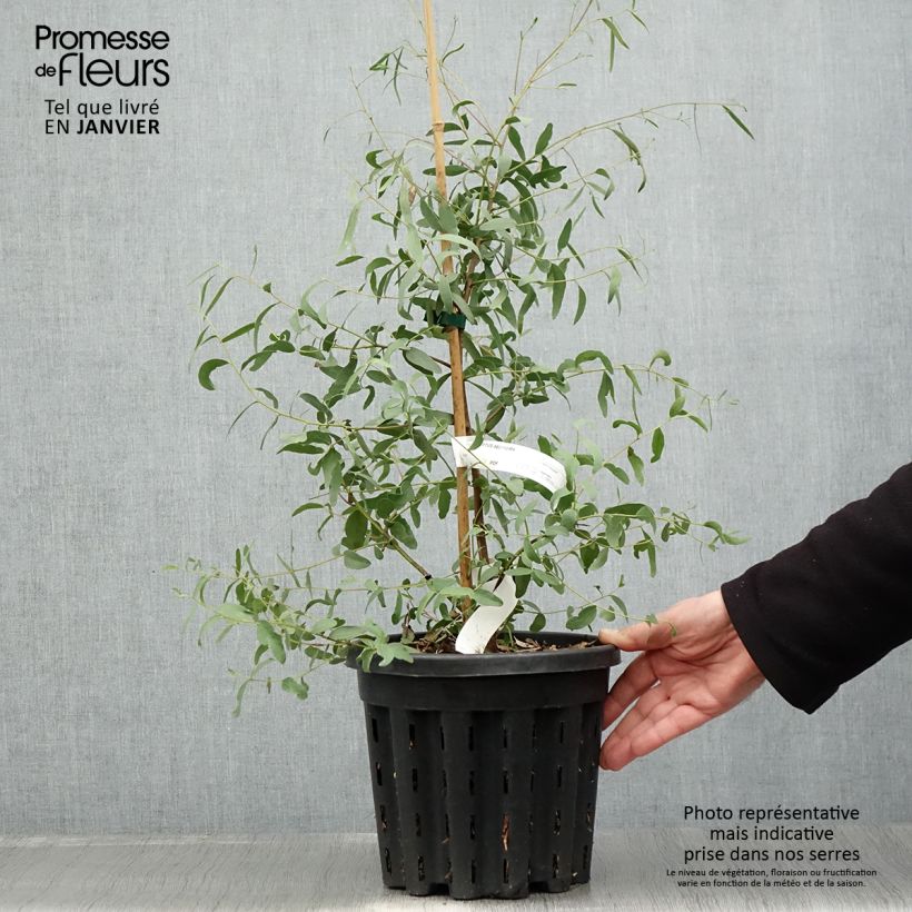 Eucalyptus aggregata 4L/5L pot sample as delivered in winter