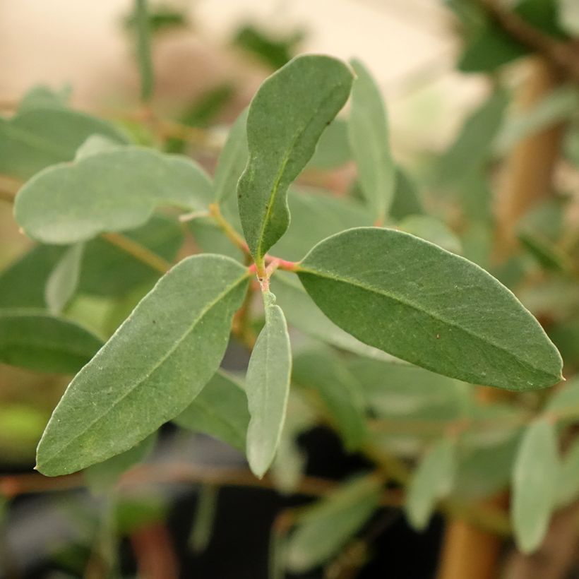 Eucalyptus archeri (Foliage)