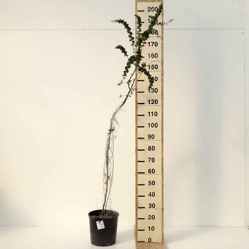 Eucalyptus pulverulenta Baby Blue (Little Boy Blue) 7.5L/10L pot sample as delivered in winter