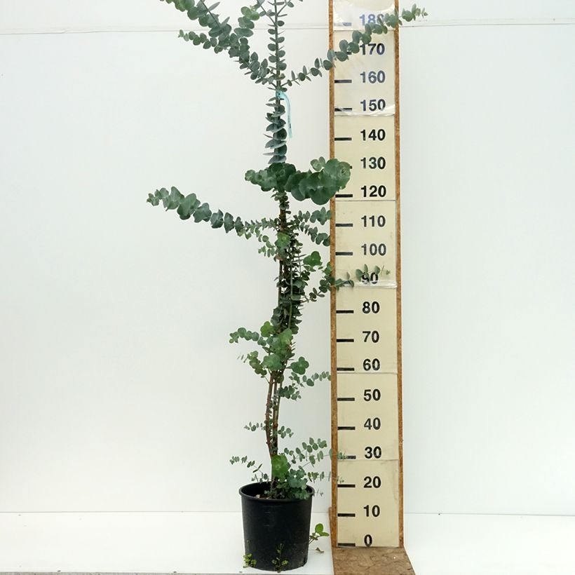 Eucalyptus pulverulenta Baby Blue (Little Boy Blue) 4L/5L pot sample as delivered in summer