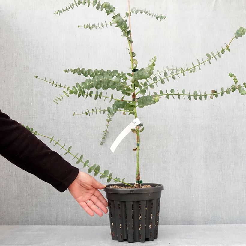 Eucalyptus pulverulenta Baby Blue (Little Boy Blue) 4L/5L pot sample as delivered in winter