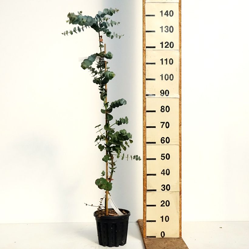 Eucalyptus pulverulenta Baby Blue (Little Boy Blue) 4L/5L pot sample as delivered in spring