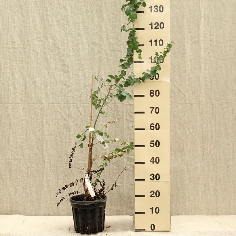 Eucalyptus bridgesiana 4L/5L pot sample as delivered in autumn
