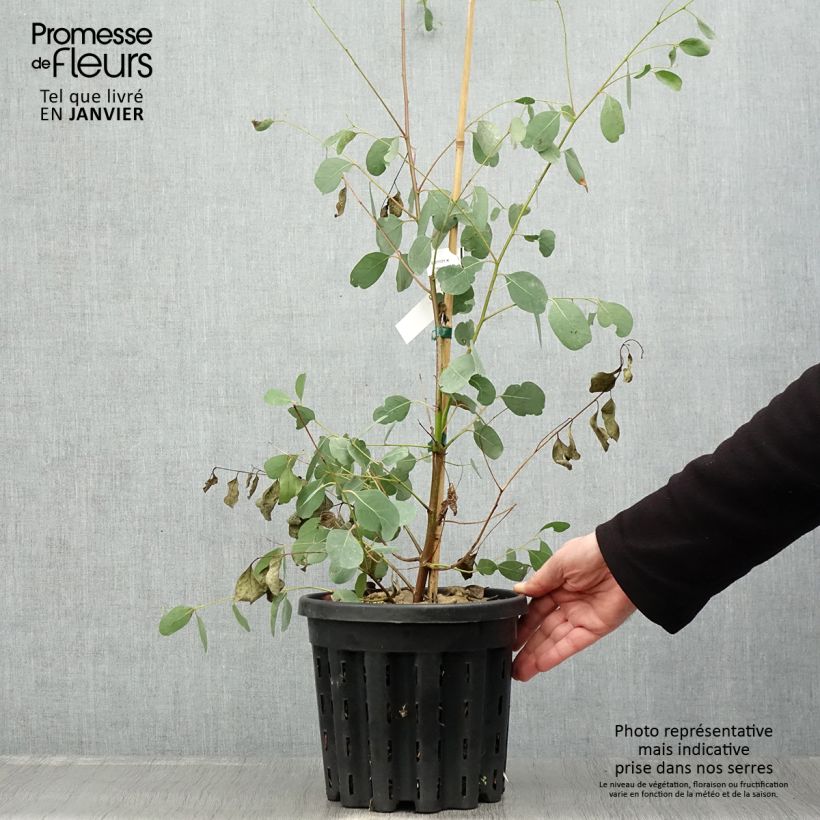 Eucalyptus camphora subsp camphora 4L/5L pot sample as delivered in winter