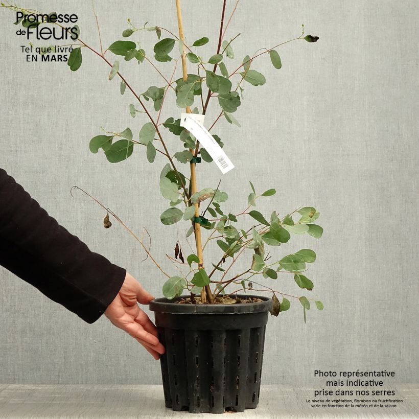 Eucalyptus camphora subsp camphora 4L/5L pot sample as delivered in spring