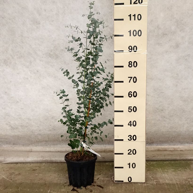 Eucalyptus camphora subsp humeana 4L/5L pot sample as delivered in autumn