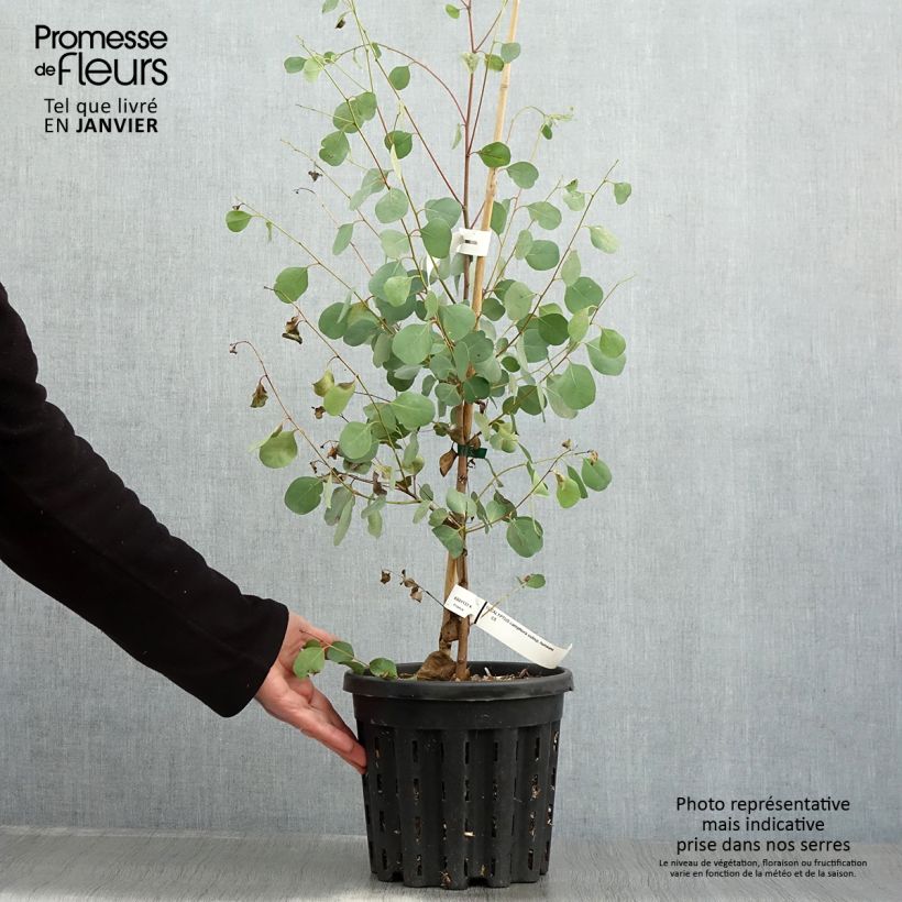 Eucalyptus camphora subsp humeana 4L/5L pot sample as delivered in winter