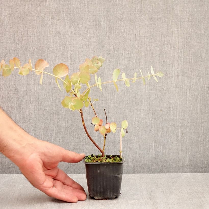 Eucalyptus cinerea Silver Dollar 8/9 cm pot sample as delivered in autumn
