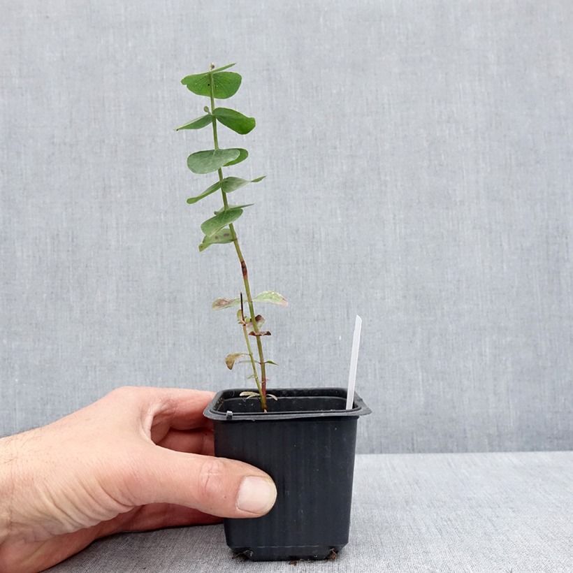 Eucalyptus cinerea Silver Dollar 8/9 cm pot sample as delivered in spring