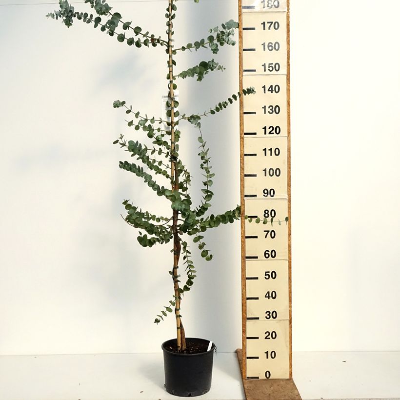 Eucalyptus cinerea Silver Dollar 7.5L/10L pot sample as delivered in spring