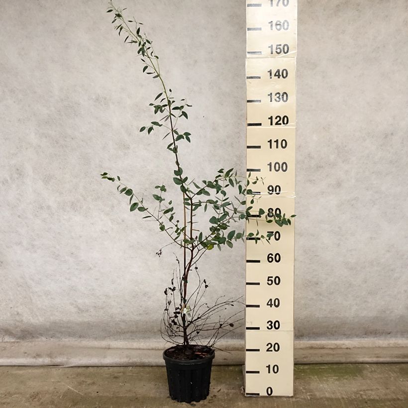 Eucalyptus coccifera 4L/5L pot sample as delivered in autumn