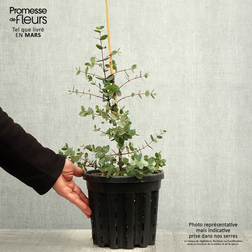 Eucalyptus coccifera 4L/5L pot sample as delivered in spring