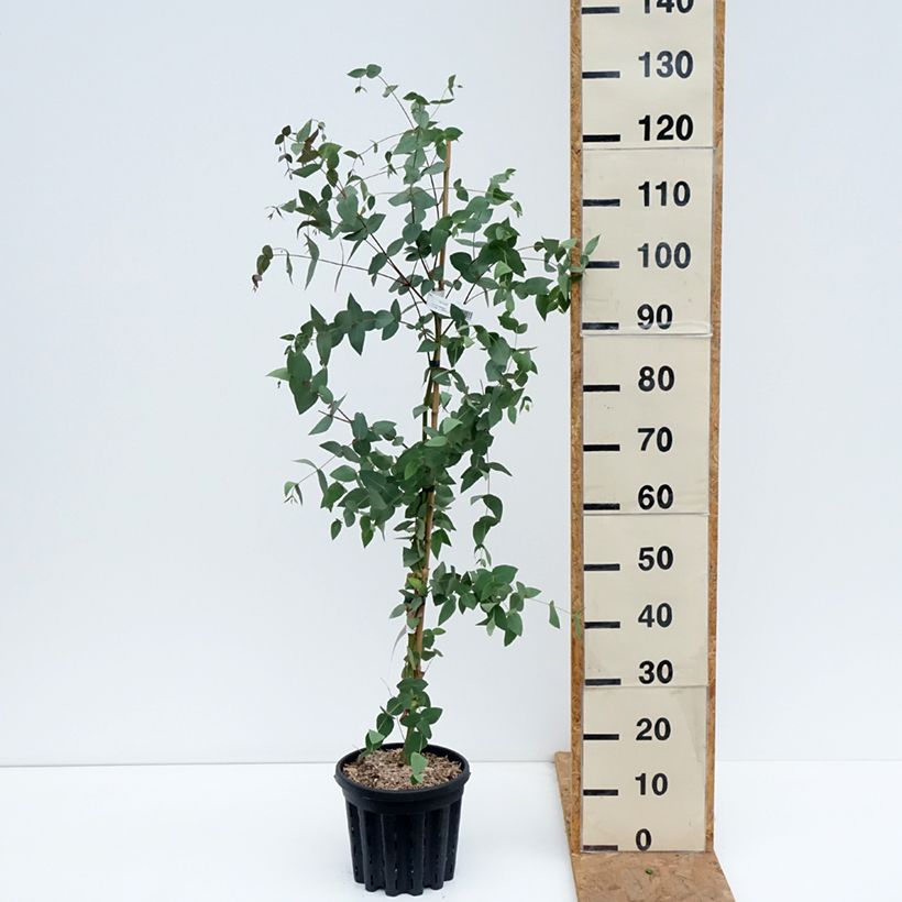 Eucalyptus dalrympleana 4L/5L pot sample as delivered in autumn