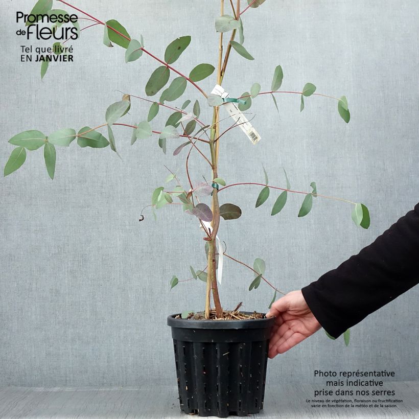 Eucalyptus elliptica 4L/5L pot sample as delivered in winter