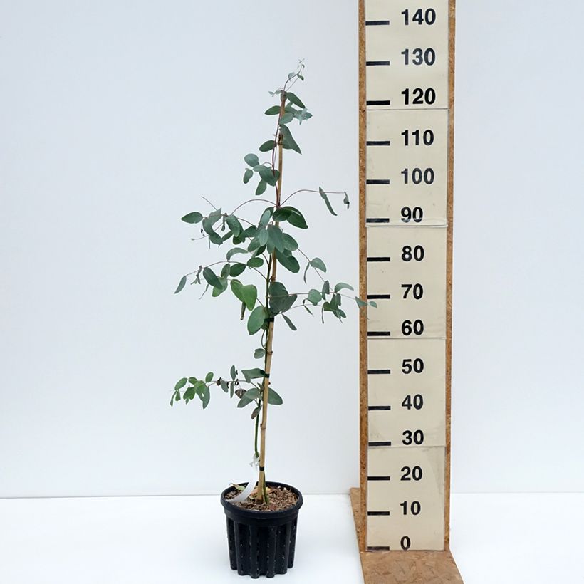 Eucalyptus elliptica 4L/5L pot sample as delivered in autumn
