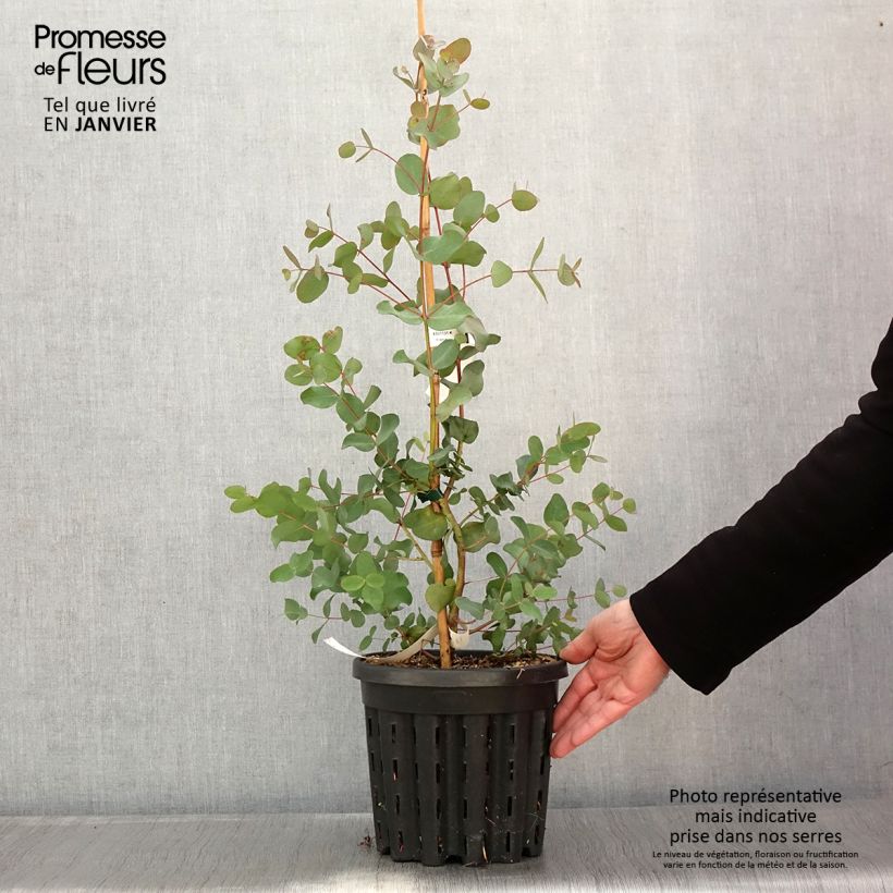 Eucalyptus goniocalyx Dwarf form 4L/5L pot sample as delivered in winter